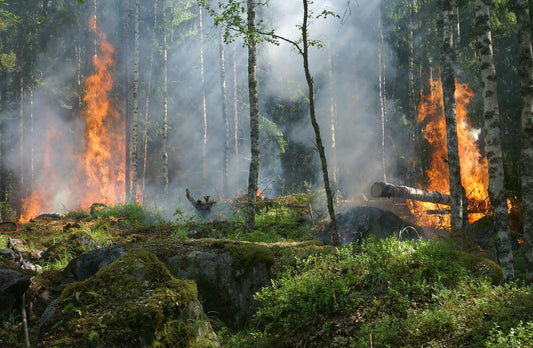Sample only: California Wildfires Force Thousands to Evacuate, National Guard Activated