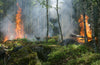 Sample only: California Wildfires Force Thousands to Evacuate, National Guard Activated