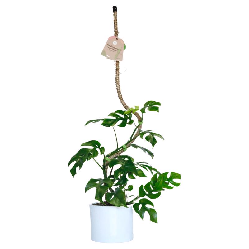 Mossify Bendable 42 in. H Brown Coir Pole